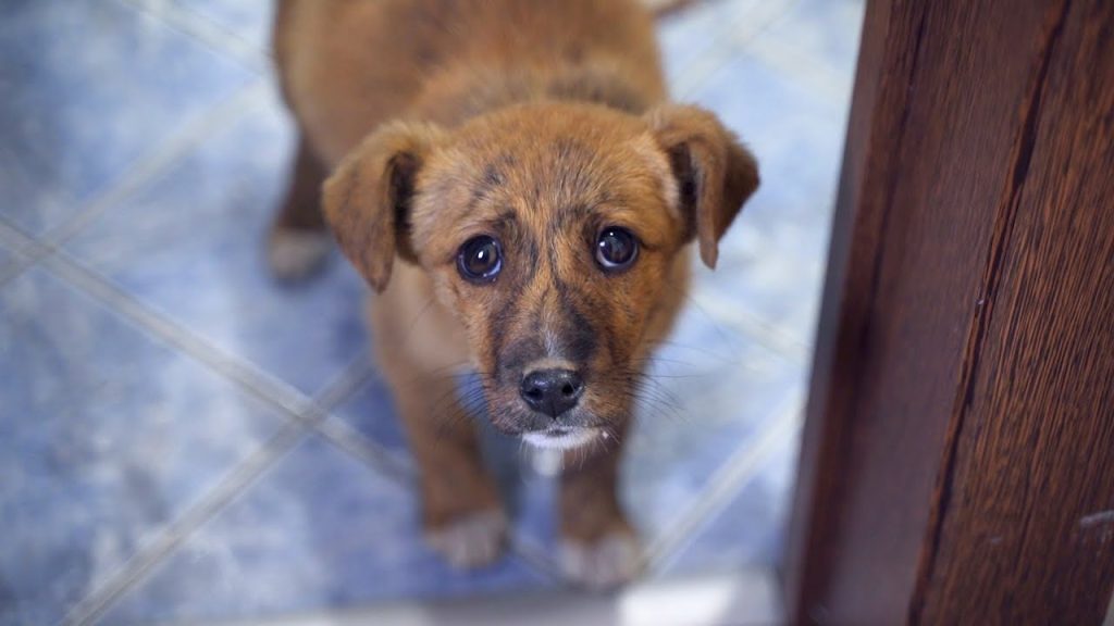 Abandoned Puppy Followed Us Home And We Let Him In